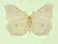 Gonepteryx rhamni female (aberrant form rubescens, verso) (Internet Image property of respective owner, non-commercial use only)